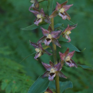 Epipactis helleborine